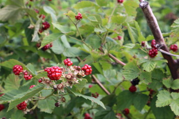 Blueberries and Raspberries