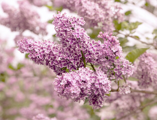 View of the branch of lilac 'Lila Wonder'