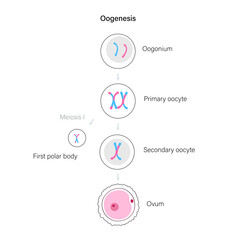 Reproductive system concept