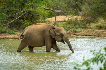 Naklejka na ściany i meble Baby elephant in the river, Udawalawe national park, Sri Lanka
