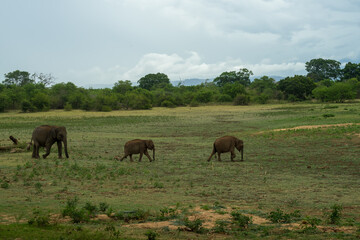 Naklejka na ściany i meble Mother elephant with its babies. Udawalawe national park, Sri Lanka
