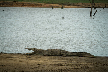 Crocodile resting at the lake in Udawalawa national park, Sri Lanka 