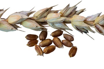 Close up view of wheat ear and wheat grains isolated on white background. Agriculture concept.