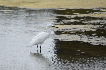 aigrette garzette  en zone humide