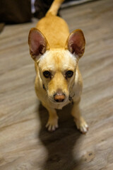 A small brown dog looking up