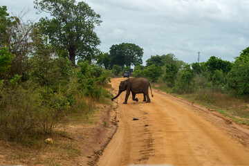 Fototapeta na wymiar elephant in the wild, crossing the trail in the jungle. udawalawe national park, Sri Lanka