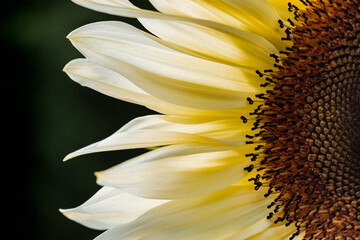 A macro of a part of a young sunflower plant