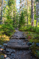 Forested hiking trails with evergreen trees