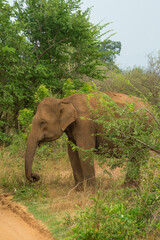 Fototapeta na wymiar Elephant eating in jungle forest bushes in national nature park Udawalawe, Sri Lanka