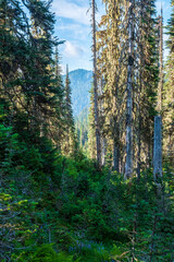 Forested hiking trails with evergreen trees