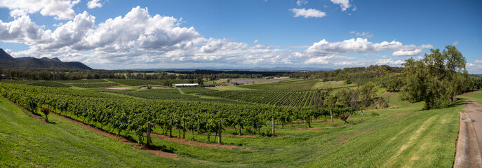 Fototapeta na wymiar Panorama of a vineyard, Hunter Valley, Australia