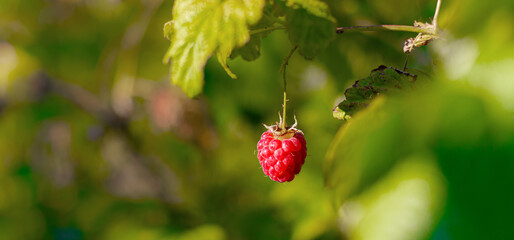 A raspberry berry hangs on a branch . Summer red berries. Sweet berry. Article about the raspberry variety. Copy space