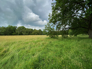 Extensive meadow, with long grasses, and wheat, with trees in the foreground, and on the horizon, on a cloudy day near, Bradford, Yorkshire, UK