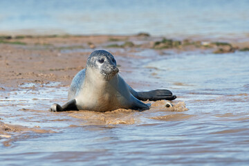 Naklejka premium Harbour Seal Pup (Phoca vitulina) playing at the edge of the tide