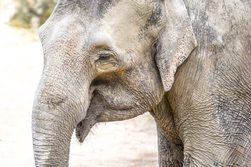 Fototapeta premium Indian Elephant - close up portrait