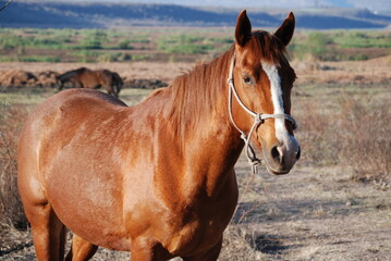 Obraz premium brown horse in the field