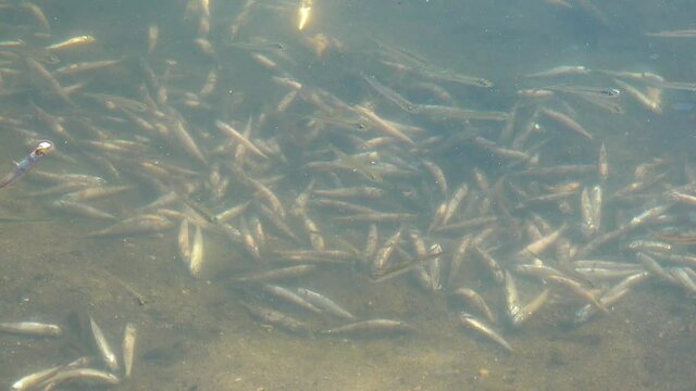 The death of fish Atherina sp. in a natural reservoir. Lack of oxygen, an environmental problem. Tiligul estuary, Ukraine
