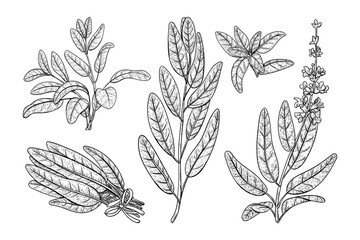 Salvia sketch vector illustration. Culinary sage hand draw set isolated on white background. - obrazy, fototapety, plakaty