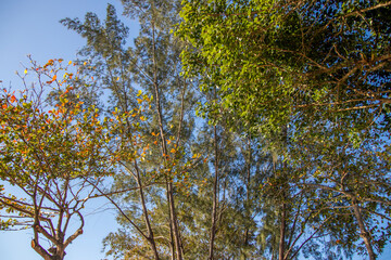 Obraz premium Different trees with blue sky, at Beira Rio, Barra de São João, Casimiro de Abreu, Rio de Janeiro