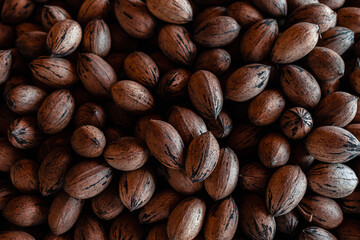 primer plano de nueces de pecan con cascara marrones cosechadas