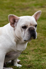 primer plano de perro buldog frances en parque con pasto verde