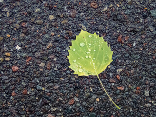 Bigtooth aspen leaf with water droplets isolated on pavement