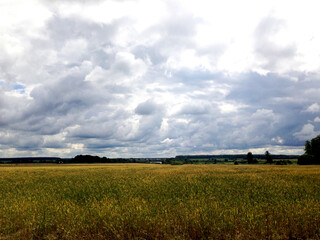 Field of yellow and green wheat under the blue sky and big clouds.