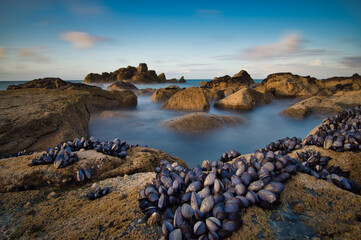 Sunset over the rocks covered in mussels by the sea in Cornwall, United Kingdom
