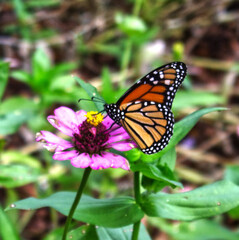 Fototapeta na wymiar butterfly on a pink Flower taken in a park in Spring Texas