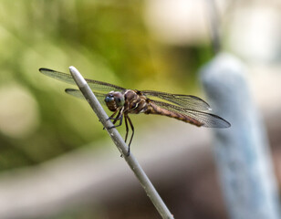 Close up of a Dragonfly in a park  in Spring Texas.  shows details of the face and wings.
