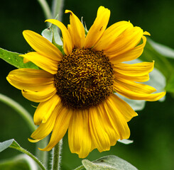 sunflower  in a Park in Spring Texas.