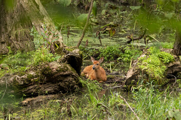 White tailed deer,fawn in the forest