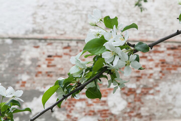 Apple flowers closeup macro