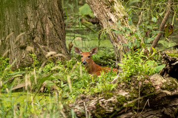 White -tailed deer,fawns in the marsh