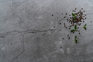 Black pepper (Piper nigrum), peppercorn on grey background