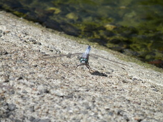 コンクリート面にとまったシオカラトンボを正面から撮影