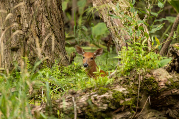White -tailed deer,fawns in the marsh