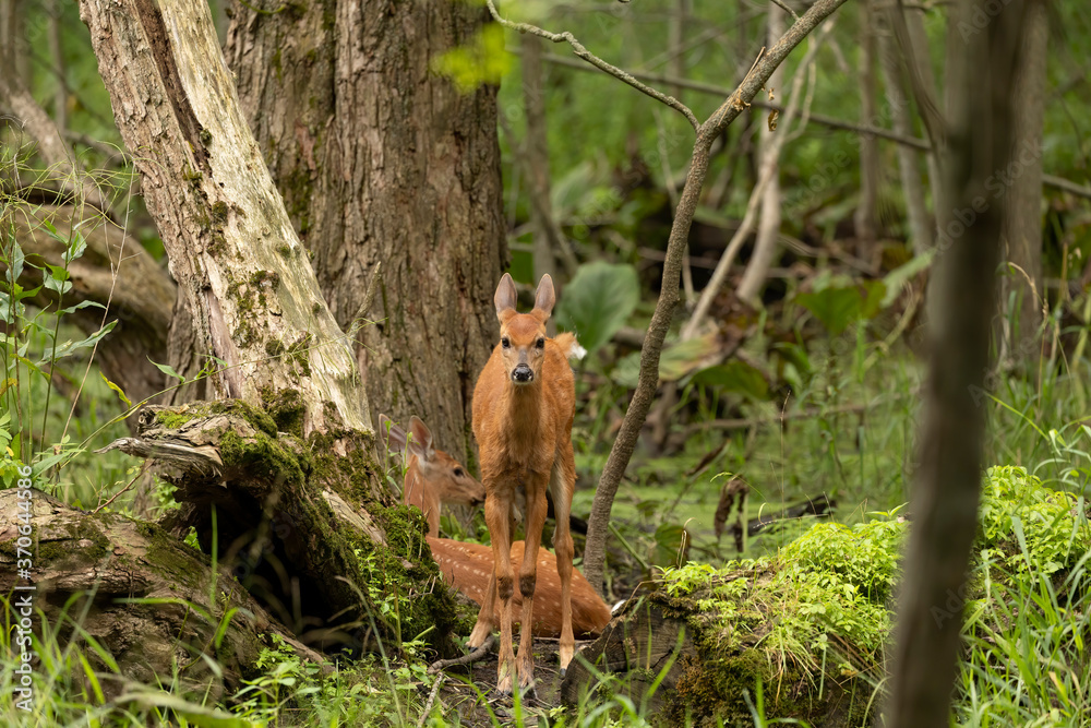 Wall mural White -tailed deer,fawns in the marsh