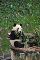 Panda at Chongqing Zoo, China - December 2018