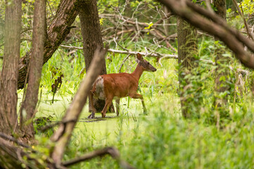 The white-tailed deer crosses the swamp