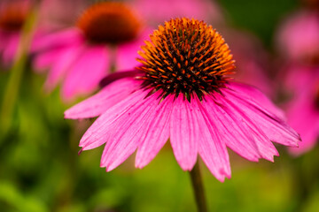 Purple Coneflowers Echinacea Blooming in a Garden