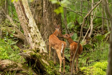 White -tailed deer,fawns in the marsh