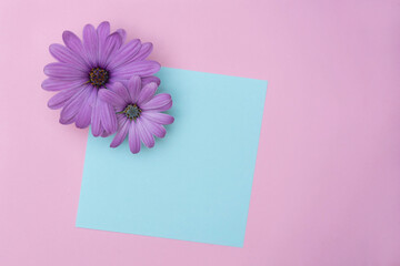 Pink flowers, paper blue square on a pink background. Bright background.