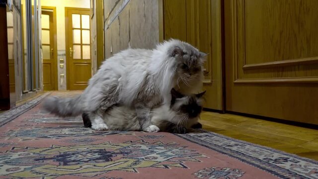Courtship, love games and mating of two color point Siberian cats
