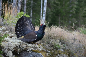 Wood grouse playing in forest.
