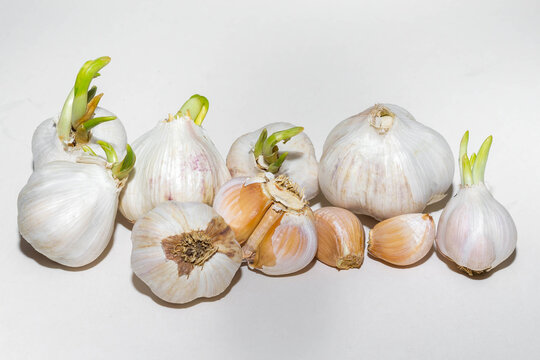 Garlic