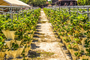 Fototapeta na wymiar Pick Your Own Strawberries In A Row At Local Farm