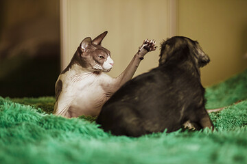 Egyptian cat playing with a puppy on the bed