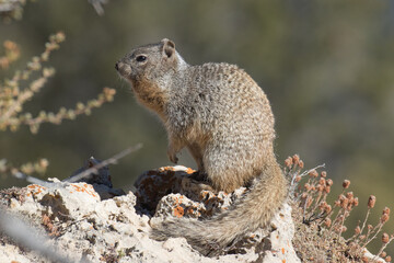 Ground Squirrel, Grand Canyon National Park, Arizona, USA