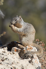 Ground Squirrel, Grand Canyon National Park, Arizona, USA